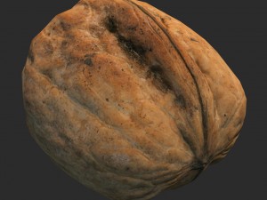 nut 3D Model
