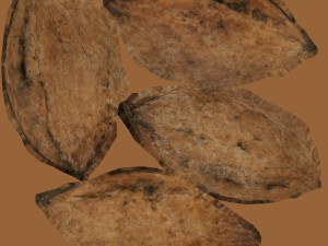 nut 3D Model