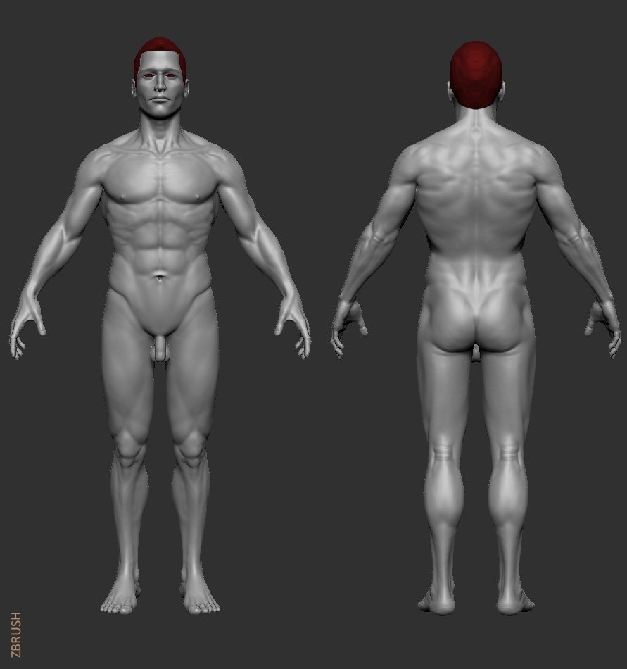 Human Male Model 3d Model In Man 3dexport