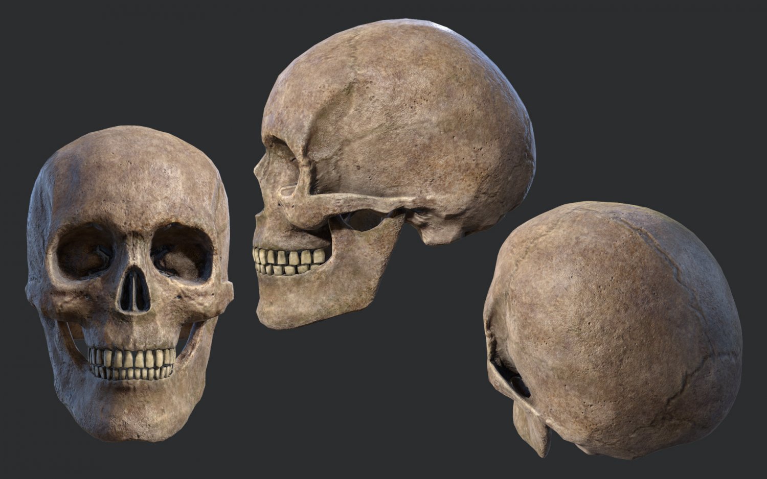Lowpoly Skull 3D Model in Anatomy 3DExport