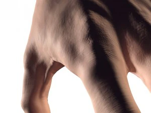 pelle della mano 3d Modello 3D