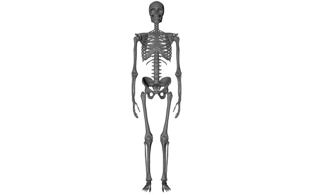 skeleton 3D Model .c4d .max .obj .3ds .fbx .stl .blend
