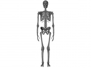 skeleton 3D-Modell