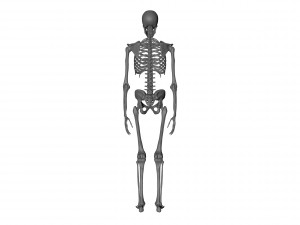 skeleton 3D Model