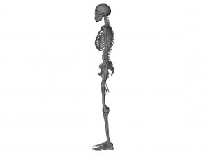 skeleton 3D Model
