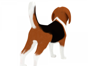 beagle 3D-Modell