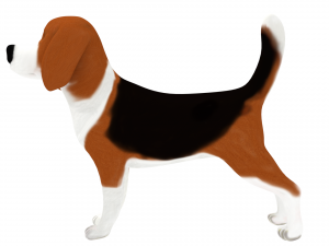 beagle 3D-Modell