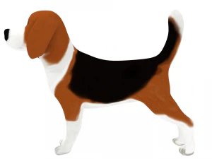 beagle 3D Model