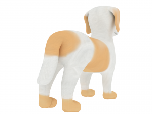 havanese 3D Модель