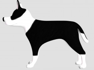 pitbull 3D-Modell