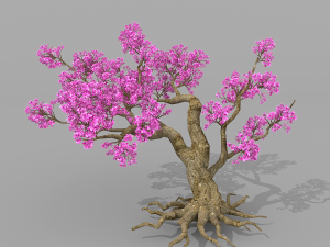peach blossom tree 2 3D Model