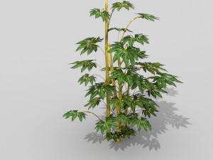 small shrub set Model 3D