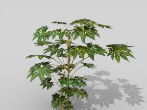 small shrub set Model 3D