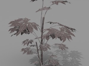 small shrub set Model 3D