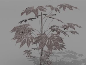 small shrub set 3D Model