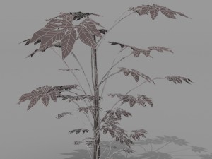small shrub set Model 3D