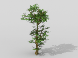banyan set Model 3D