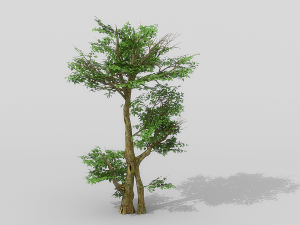 banyan set Model 3D