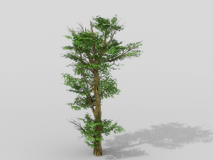 banyan set Model 3D
