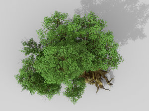 banyan set Model 3D