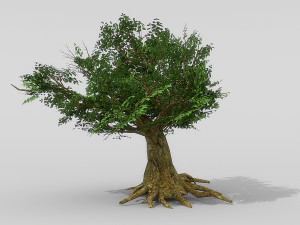banyan set Model 3D