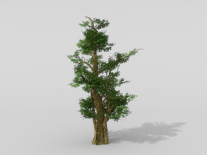 banyan set Model 3D
