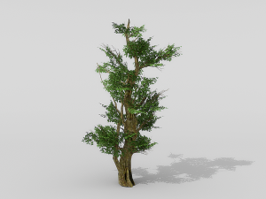 banyan set Model 3D