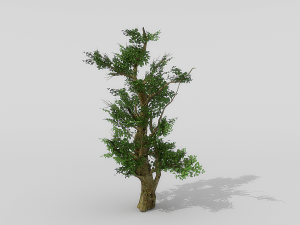 banyan set Model 3D