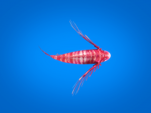 cartoon fish 01 rigged animated 3D Model