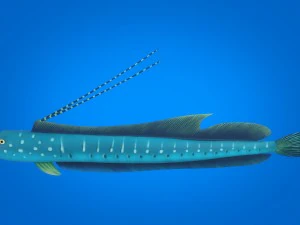 cartoon fish 03 rigged animated 3D Model