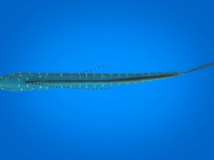 cartoon fish 03 rigged animated Model 3D