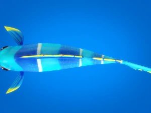 cartoon fish 05 rigged animated 3D Model