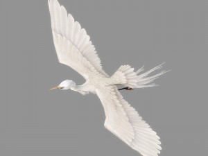 egret rigged animated 3D Model