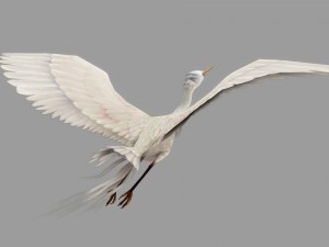 egret rigged animated 3D-Modell