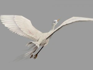 egret rigged animated 3D Model