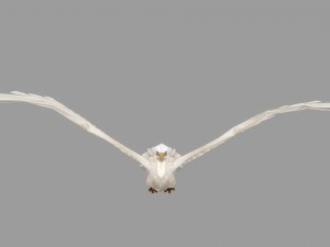 egret rigged animated 3D-Modell