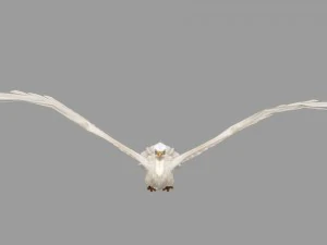 egret rigged animated 3D Model