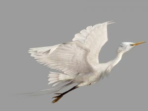 egret rigged animated 3D Model