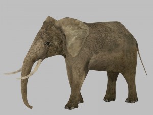 elephant rigged animated 3D Model
