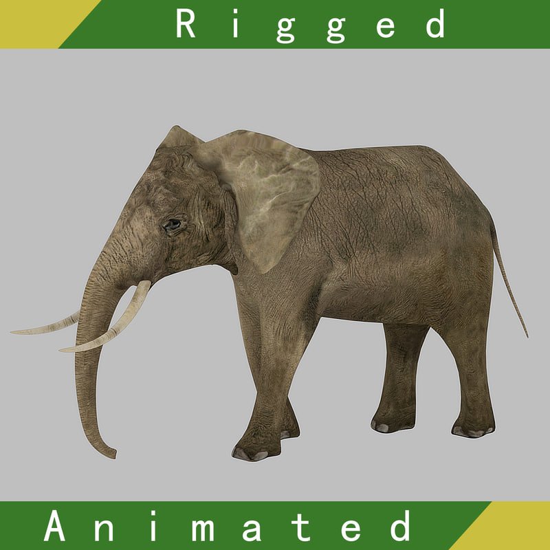 Elephant Rigged Animated 3d Model In Elephant 3dexport