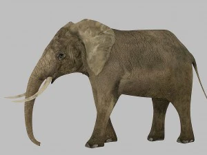 elephant rigged animated 3D Model