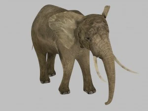 elephant rigged animated 3D Model