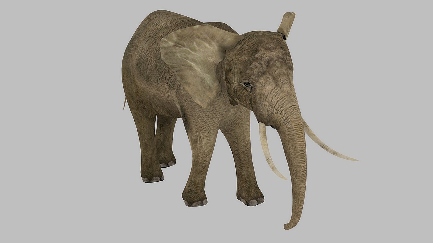 Elephant Rigged Animated 3d Model In Elephant 3dexport