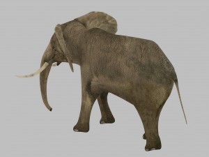 elephant rigged animated 3D 模型