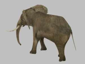 elephant rigged animated 3D Model