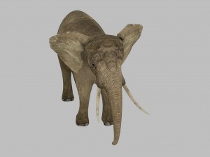 elephant rigged animated 3D 模型