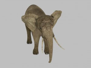 elephant rigged animated 3D Model