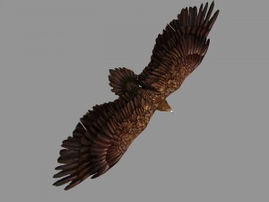 eagle rigged animated 3D Model