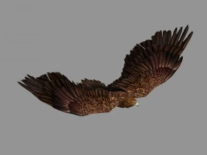 aquila truccata animata Modello 3D