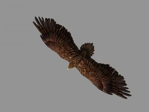 aquila truccata animata Modello 3D